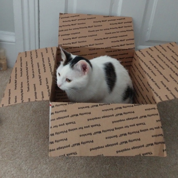 Kitten Helpers! 😸 - Picture 2 of 3